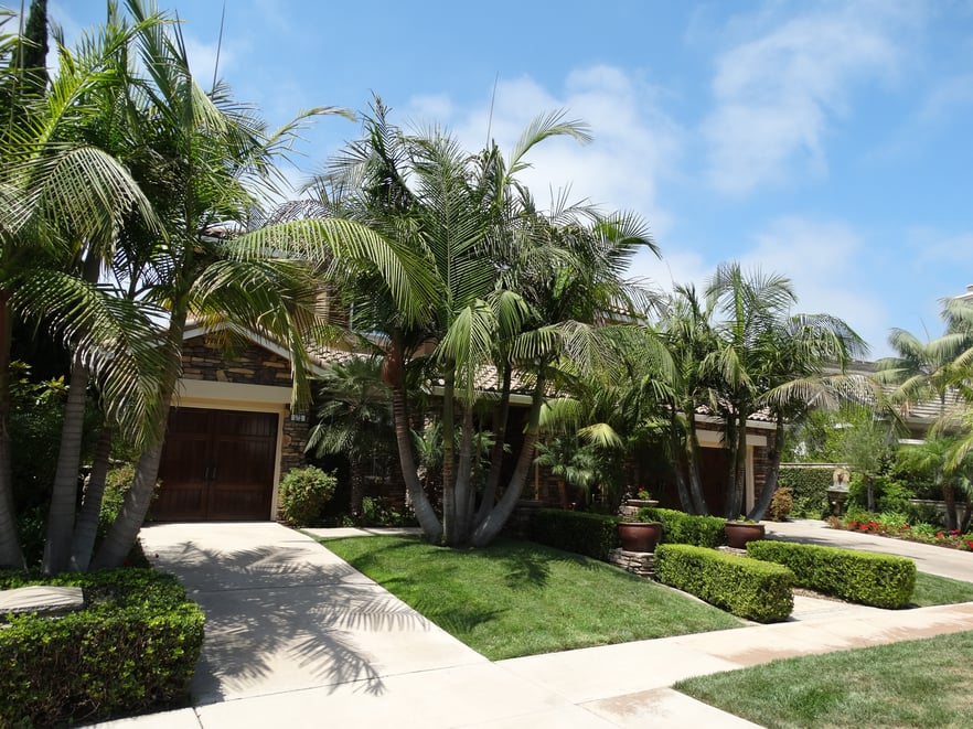 Why King Palms are the Best Palms in California